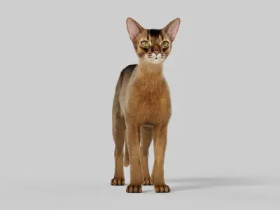 Cat Abyssinian 3D model