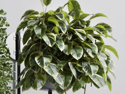 collection Indoor plant 101 vase metal stand wall plant 3D model