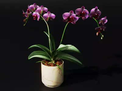 Orchid Low-poly 3D model