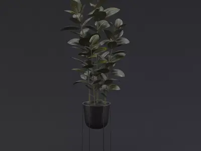 Burgundy Rubber Plant I 3D model