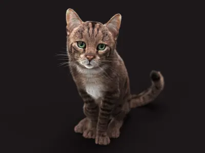 Cat Grey Tabby RIG  XGEN version 3D model