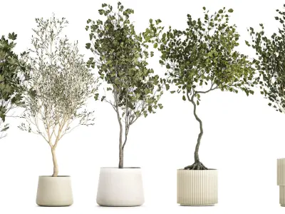 Set Of Beautiful Trees In Pots For Decoration 1331 3D model