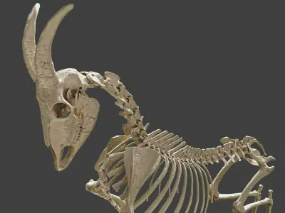Realistic Goat Skeleton 3D model