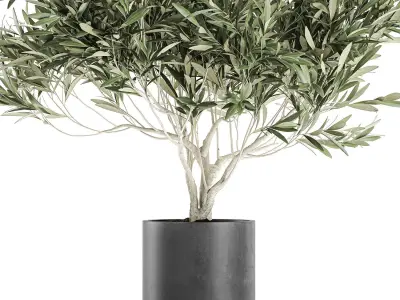 Decorative olive tree in a black flowerpots 732 3D model