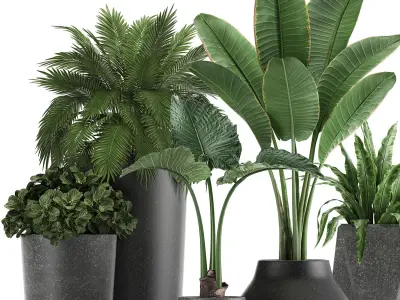 Collection of decorative plants in flowerpots 825 3D model