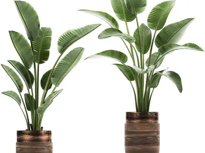 Houseplants in a pot for the interior 722 3D model