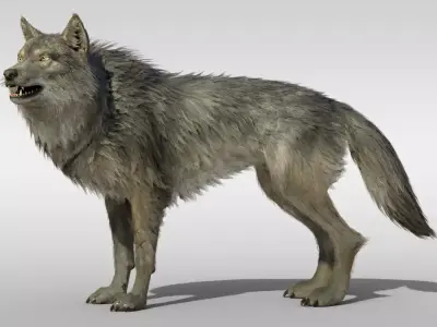 Wolf Realistic with fur and Rigged Low-poly 3D model