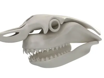 Great White Shark Skull 3D model