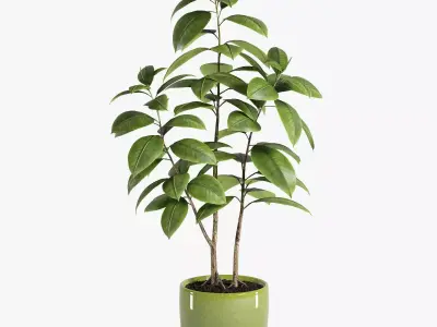 Plant Ficus 3D model