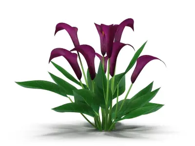 Calla Lily Burgundy 3D model