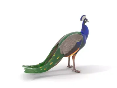 Vibrant Peacock Elegance model pack Low-poly 3D model