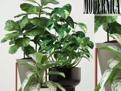 Plants collection 74 Modernica pots 3D model