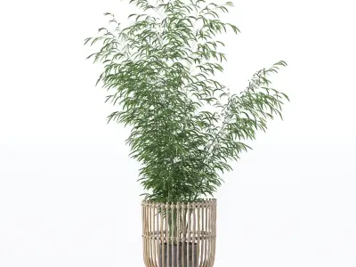 Bamboo in modern flower pot 3D model