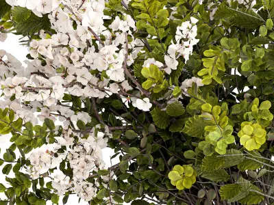 Bouquet of branches with leaves sakura flowers cherry 384 3D model