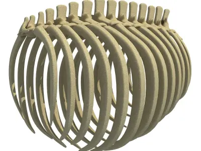 Animal Rib Cage 3D model