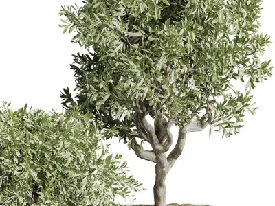 Indoor plant 04 3D model purchase