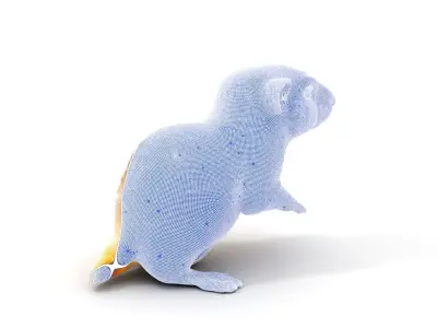 Furry Meerkat Model Pack with Detailed Textures Low-poly 3D model