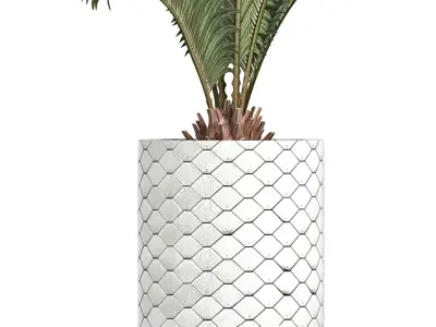 Plants Collection 154 Palm 3D model