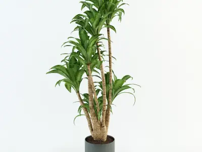 Palm tree in flowerpot 3D model