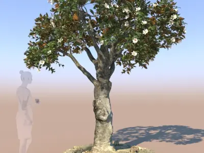 Ficus nitida decorative tree 3D model