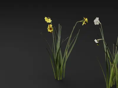 Jonquil Plant 3D model