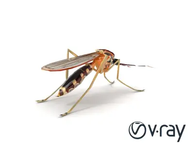 Realistic Mosquito Insect 3D model pack Low-poly 3D model