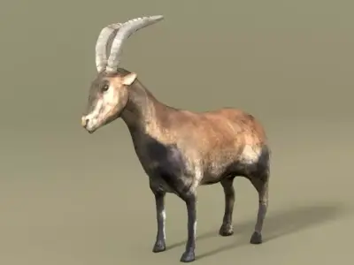 Goat Mammal Low-poly 3D model
