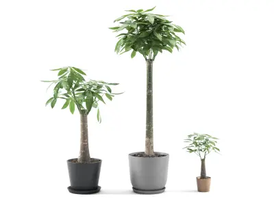 Plant Money Tree - Pachira Aquatica stump style 3D model