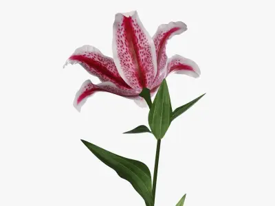 Lily flower red 02 3D model