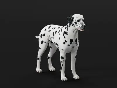 Dalmatian Dog Breed 3D model
