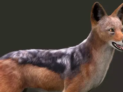 Black Backed Jackal Xgen Rigged 3D model