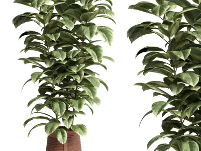 ficus rubber plant in a clay vase - indoor plant 462 3D model