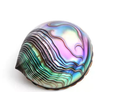 Iridescent Seashell model pack Low-poly 3D model