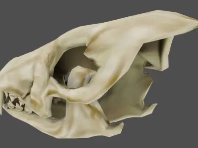 Skull Wolf Low and Hig Poly Pack Low-poly 3D model