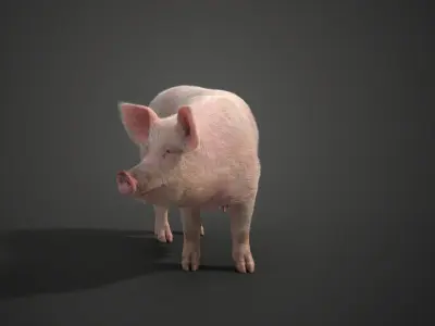Female Pig with 2 Animations  VFX Grace 3D model
