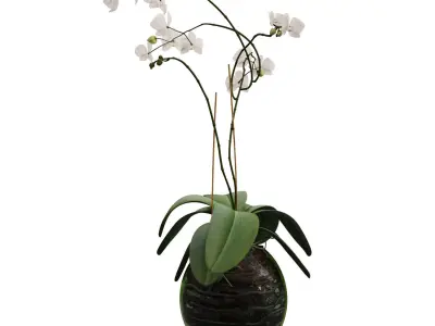 Orchid in a glass flowerpot 3D model