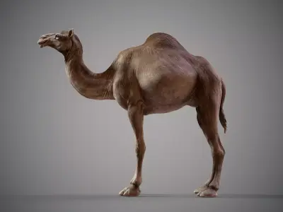  Dromedary Camels  - TPose 3D model