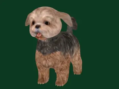 Shih Tzu Dog Breed 3D model