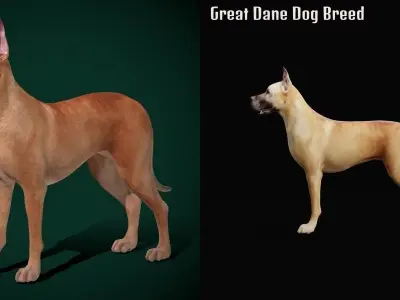 Great Dane Dog Breed  3D model