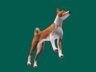 Basenji Dog Low-poly 3D model