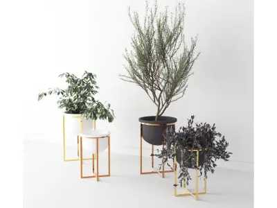 Interior Plants Trio Low-poly 3D model