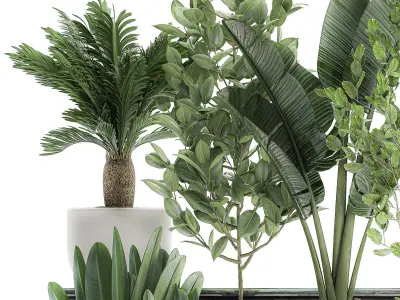 Decorative plants for the interior in white flowerpots 626 3D model