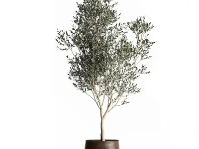 Olive tree in a flowerpot for the interior 968 3D model