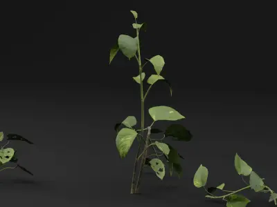 Epipremnum aureum 3D model