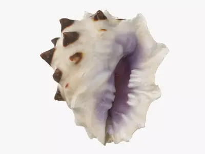 Drupa Morum Sea Shell Low-poly 3D model