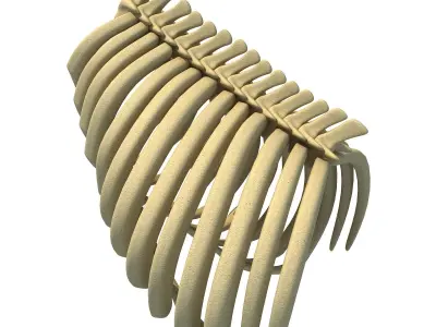 Gorilla Animal Rib Cage 3D model