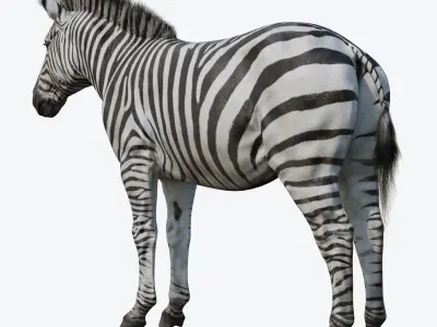 Zebra Low-poly 3D model