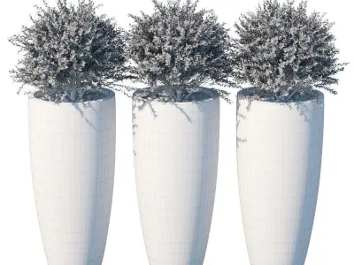 Plant in the pot III 3D model