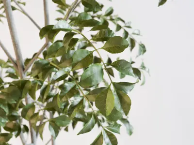 Fraxinus griffithii Tree 3 3D model