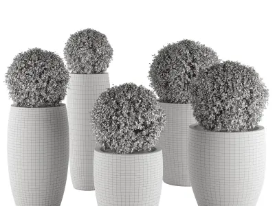 Aglaia odorata plant 01 3D model
